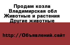 Продам козла - Владимирская обл. Животные и растения » Другие животные   